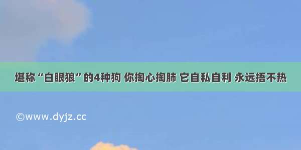 堪称“白眼狼”的4种狗 你掏心掏肺 它自私自利 永远捂不热