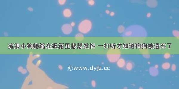 流浪小狗蜷缩在纸箱里瑟瑟发抖 一打听才知道狗狗被遗弃了