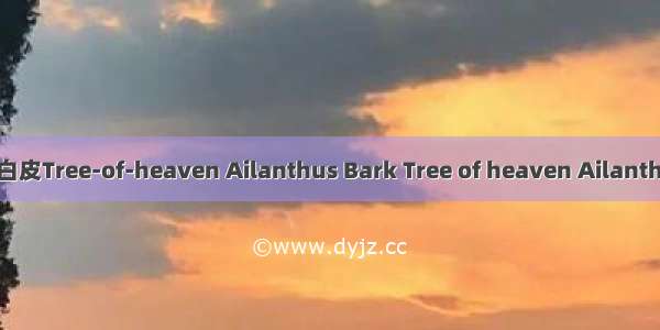 樗白皮Tree-of-heaven Ailanthus Bark Tree of heaven Ailanthus