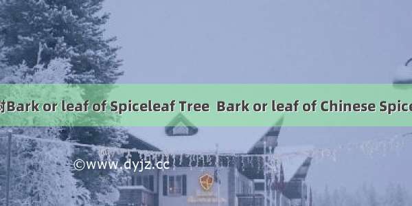 香叶树Bark or leaf of Spiceleaf Tree  Bark or leaf of Chinese Spicebush