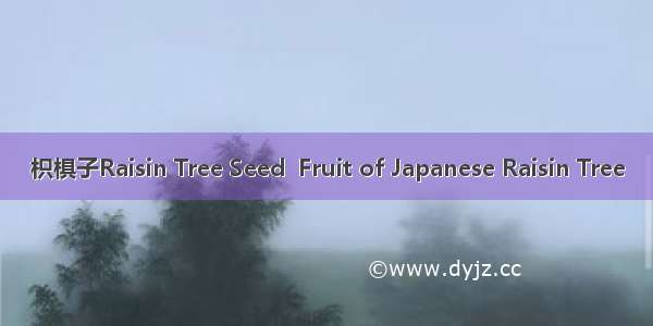 枳椇子Raisin Tree Seed  Fruit of Japanese Raisin Tree