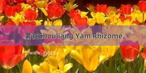 薯莨Shouliang Yam Rhizome
