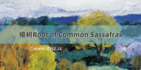 檫树Root of Common Sassafras