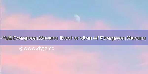 牛马藤Evergreen Mucuna  Root or stem of Evergreen Mucuna