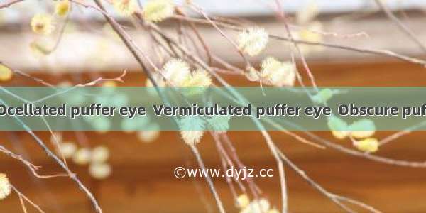 河豚目Ocellated puffer eye  Vermiculated puffer eye  Obscure puffer eye