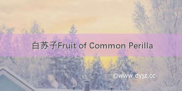 白苏子Fruit of Common Perilla