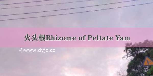 火头根Rhizome of Peltate Yam