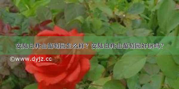 安陆白兆山葡萄园怎么样？安陆白兆山葡萄园好玩吗？