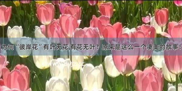 为何“彼岸花”有叶无花 有花无叶？原来是这么一个凄美的故事！