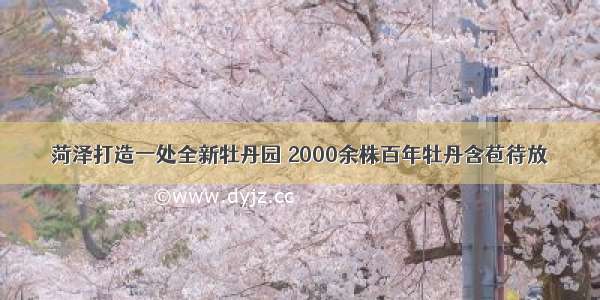 菏泽打造一处全新牡丹园 2000余株百年牡丹含苞待放