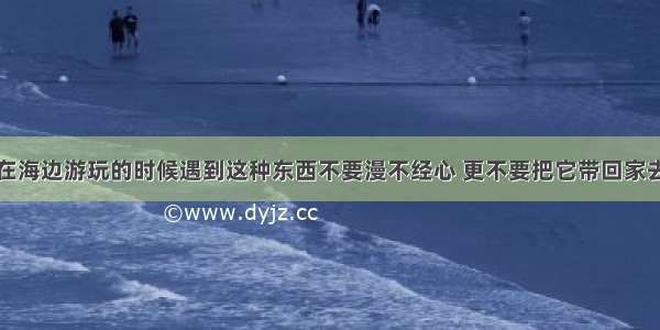 在海边游玩的时候遇到这种东西不要漫不经心 更不要把它带回家去