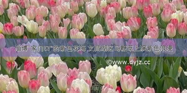 淄博“家门口”的紫色花海 文昌湖区马鞭草上演紫色浪漫