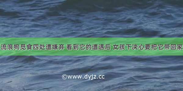 流浪狗觅食四处遭嫌弃 看到它的遭遇后 女孩下决心要把它带回家