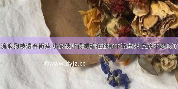 流浪狗被遗弃街头 小家伙吓得蜷缩在纸箱不敢出来 女孩不忍心了