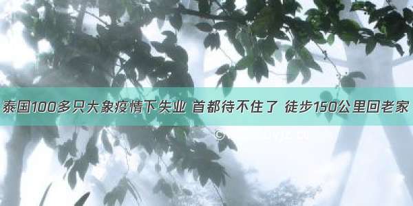 泰国100多只大象疫情下失业 首都待不住了 徒步150公里回老家