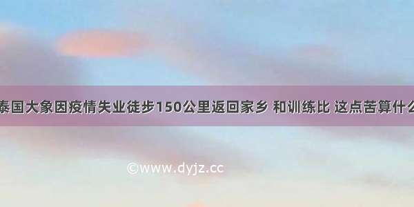 泰国大象因疫情失业徒步150公里返回家乡 和训练比 这点苦算什么