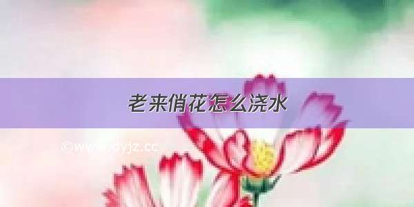 老来俏花怎么浇水