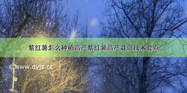 紫红薯怎么种植高产紫红薯高产栽培技术要点