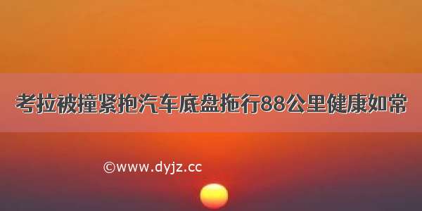 考拉被撞紧抱汽车底盘拖行88公里健康如常