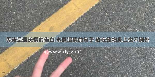 等待是最长情的告白 本意温情的句子 放在动物身上也不例外