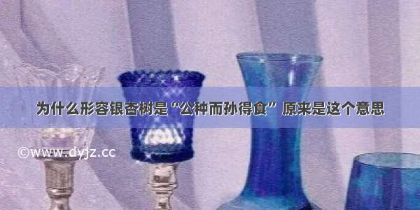 为什么形容银杏树是“公种而孙得食” 原来是这个意思