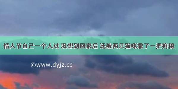 情人节自己一个人过 没想到回家后 还被两只猫咪撒了一把狗粮