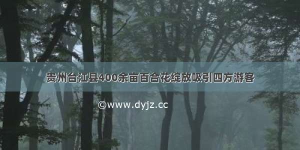 贵州台江县400余亩百合花绽放吸引四方游客