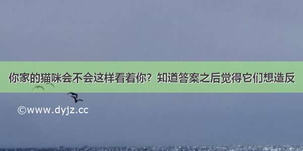 你家的猫咪会不会这样看着你？知道答案之后觉得它们想造反