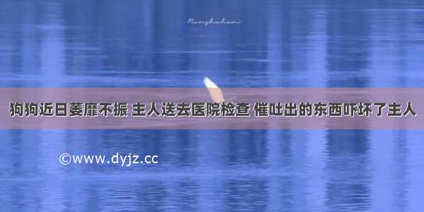 狗狗近日萎靡不振 主人送去医院检查 催吐出的东西吓坏了主人