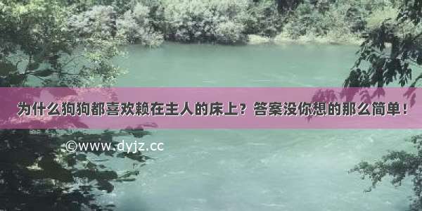 为什么狗狗都喜欢赖在主人的床上？答案没你想的那么简单！