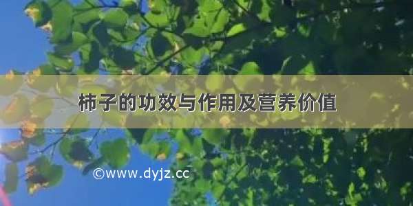 柿子的功效与作用及营养价值