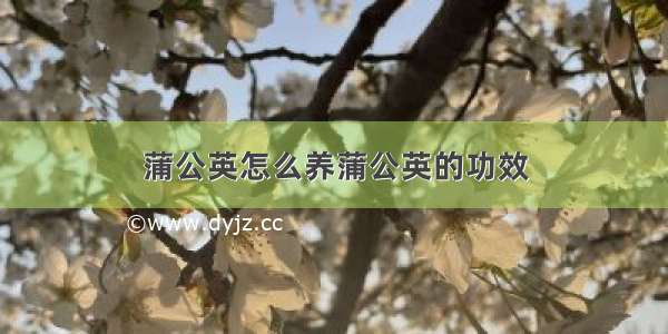 蒲公英怎么养蒲公英的功效