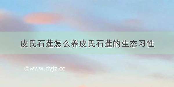 皮氏石莲怎么养皮氏石莲的生态习性