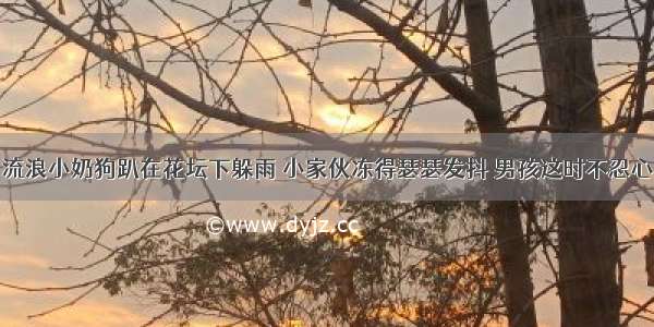 流浪小奶狗趴在花坛下躲雨 小家伙冻得瑟瑟发抖 男孩这时不忍心