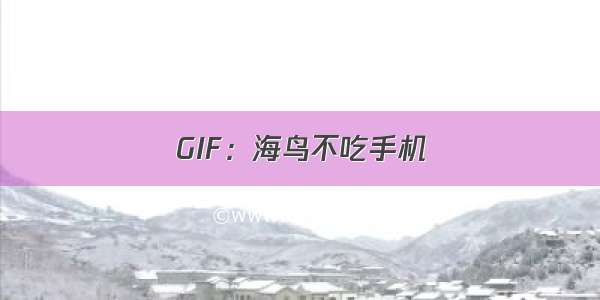 GIF：海鸟不吃手机