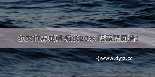 的文竹养成精 疯长20米 爬满整面墙！