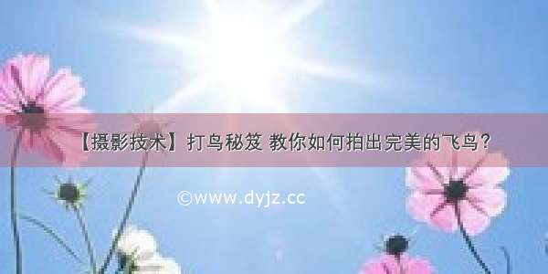 【摄影技术】打鸟秘笈 教你如何拍出完美的飞鸟？