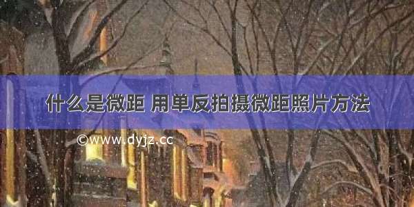 什么是微距 用单反拍摄微距照片方法