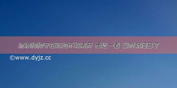 流浪狗狗守在路边不肯离开 走近一看 当时就泪目了