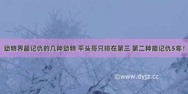 动物界最记仇的几种动物 平头哥只排在第三 第二种能记仇5年！