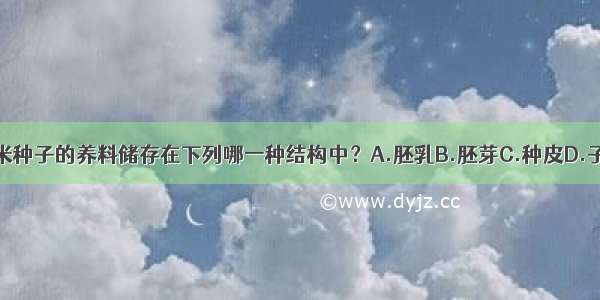 玉米种子的养料储存在下列哪一种结构中？A.胚乳B.胚芽C.种皮D.子叶