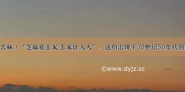 单选题（吉林）“芝麻赛玉米 玉米比人大”。这句出现于20世纪50年代的打油诗反