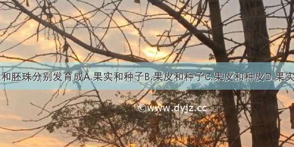 子房壁和胚珠分别发育成A.果实和种子B.果皮和种子C.果皮和种皮D.果实和果核