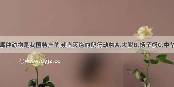 单选题下列哪种动物是我国特产的濒临灭绝的爬行动物A.大鲵B.扬子鳄C.中华鲟D.大山雀