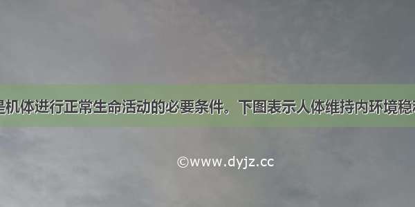 内环境稳态是机体进行正常生命活动的必要条件。下图表示人体维持内环境稳态的几种调节