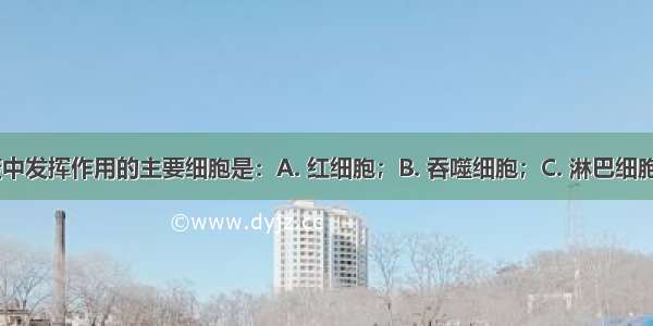 在特异性免疫中发挥作用的主要细胞是：A. 红细胞；B. 吞噬细胞；C. 淋巴细胞；D. 血小板。